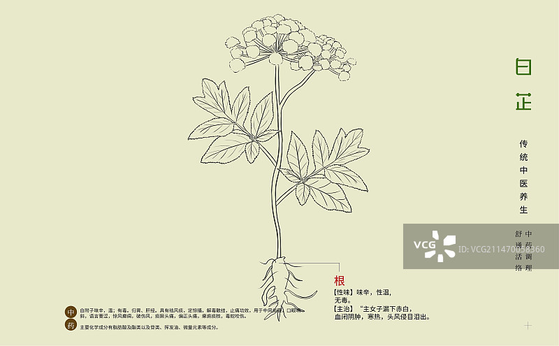 手绘中草药白芷特写植物插画横版版式设计海报图片素材