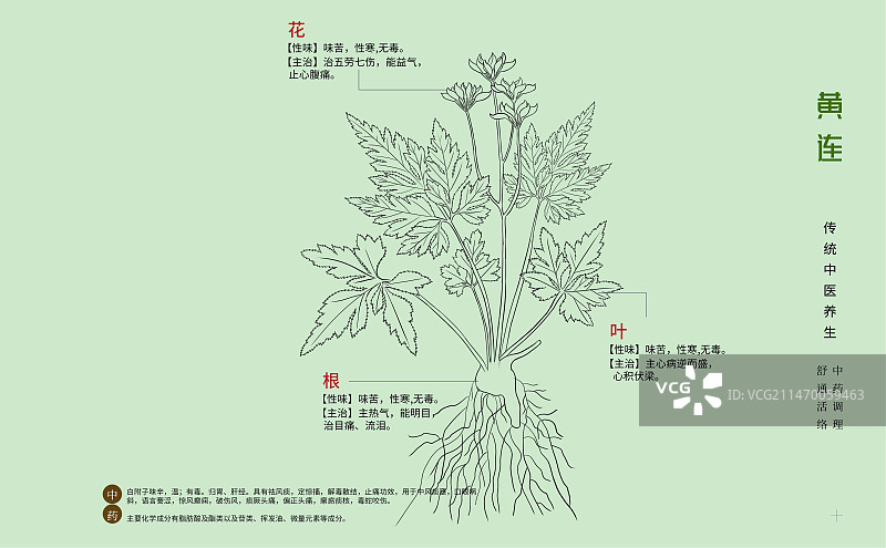 手绘中草药黄连特写植物插画横版版式设计海报图片素材