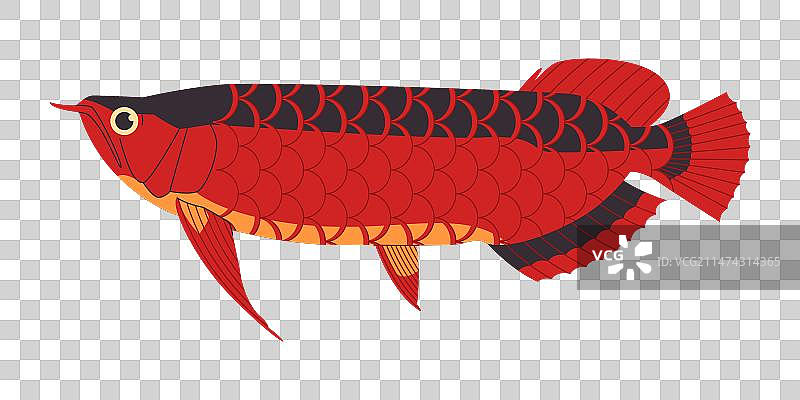 红色的亚洲龙鱼是野生的图片素材