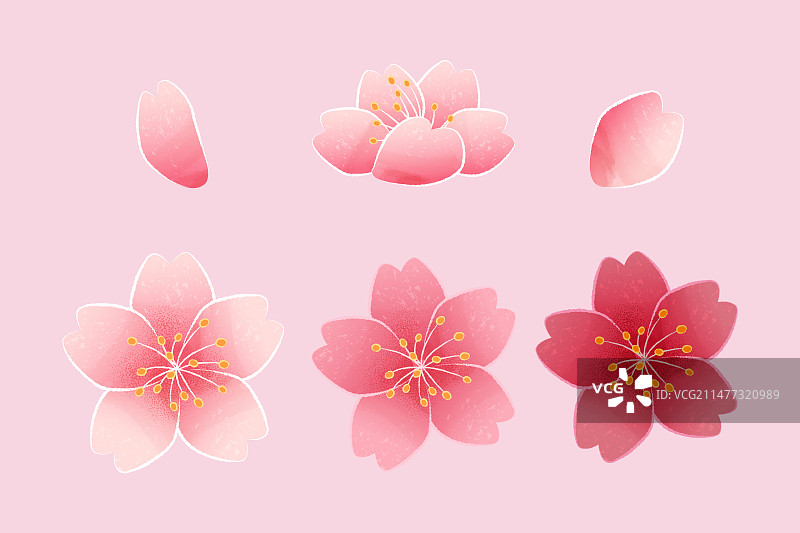 精致粉红樱花与花瓣元素集合图片素材
