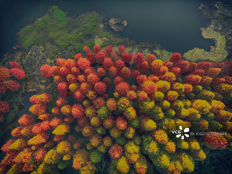 秋季森林水杉鸟瞰图图片素材