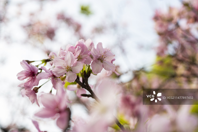 春季粉红樱花特写图片素材