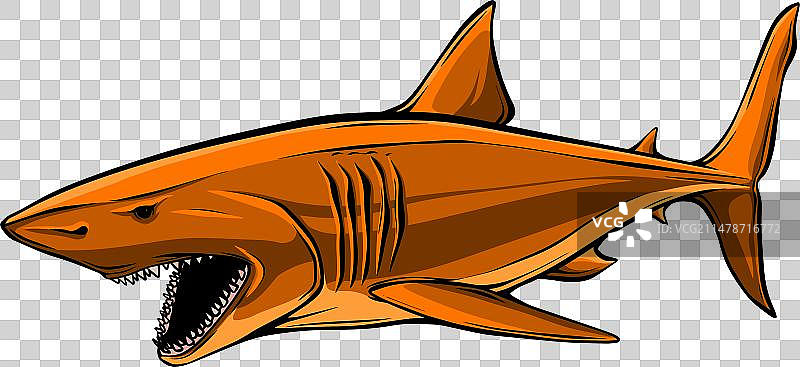 攻击性大白鲨图片素材