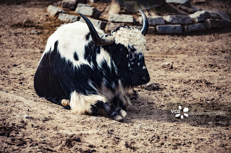 上海野生动物园的牦牛图片素材