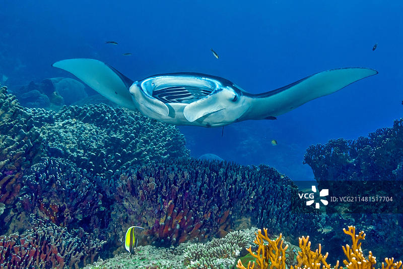 共生行为暗礁蝠鲼(manta alfredi)的共生行为暗礁蝠鲼张着嘴徘徊在清洁濑鱼(Labroides dimidiatus)上，珊瑚礁中的清洁濑鱼让自己从寄生虫中解脱出来，太平洋，雅浦岛，雅浦州，密克罗尼西亚联邦图片素材