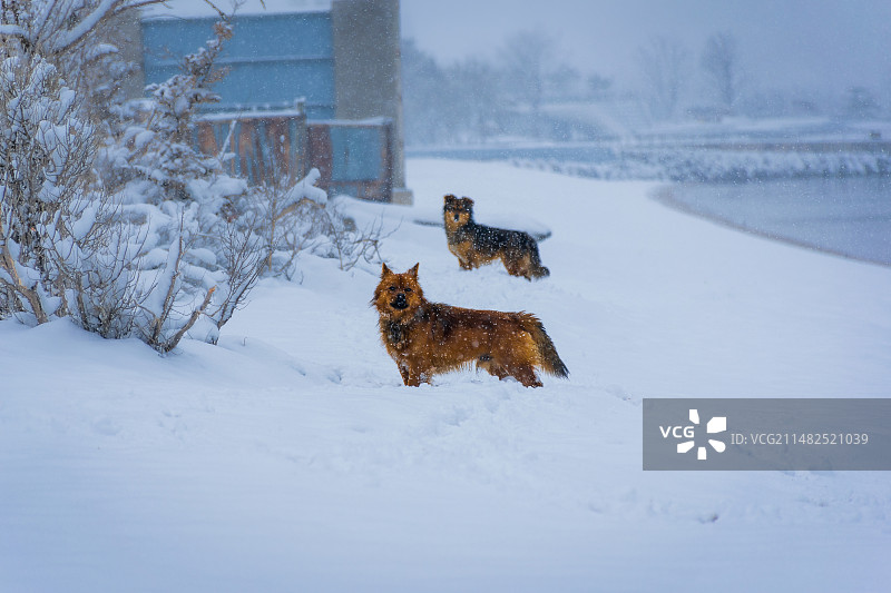 海边大雪后雪地里的两只黄狗图片素材