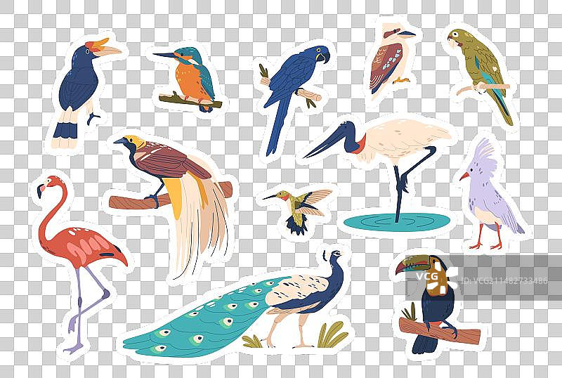 热带鸟类拥有鲜艳的羽毛图片素材