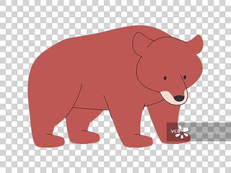 棕色灰熊，野生自然动物图片素材