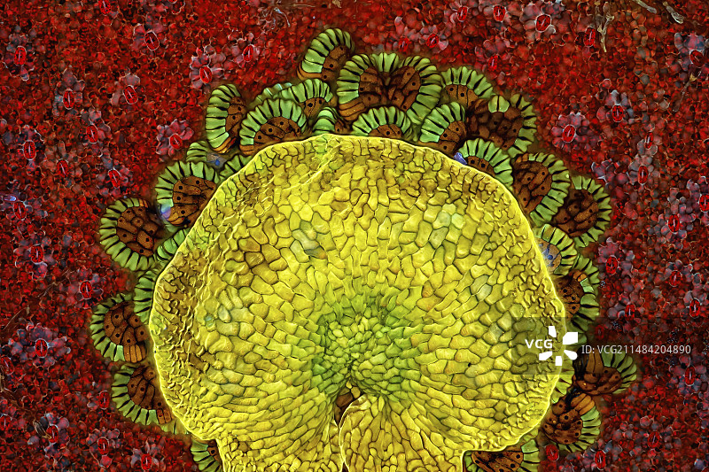 蕨类植物，荧光显微照片图片素材
