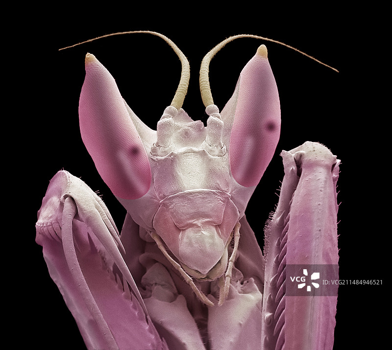 马来西亚兰螳螂图片素材