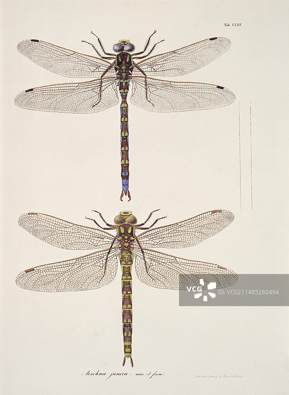 蜻蜓,艺术品图片素材