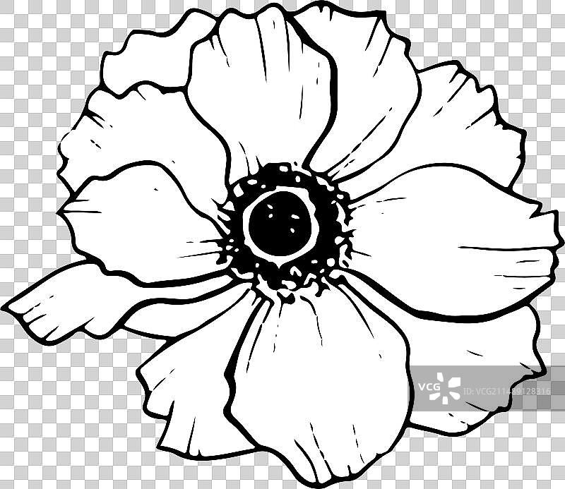 银莲花花，黑色，白色图片素材