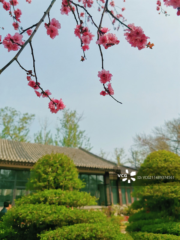 天津水上公园盆景园-桃花朵朵开图片素材