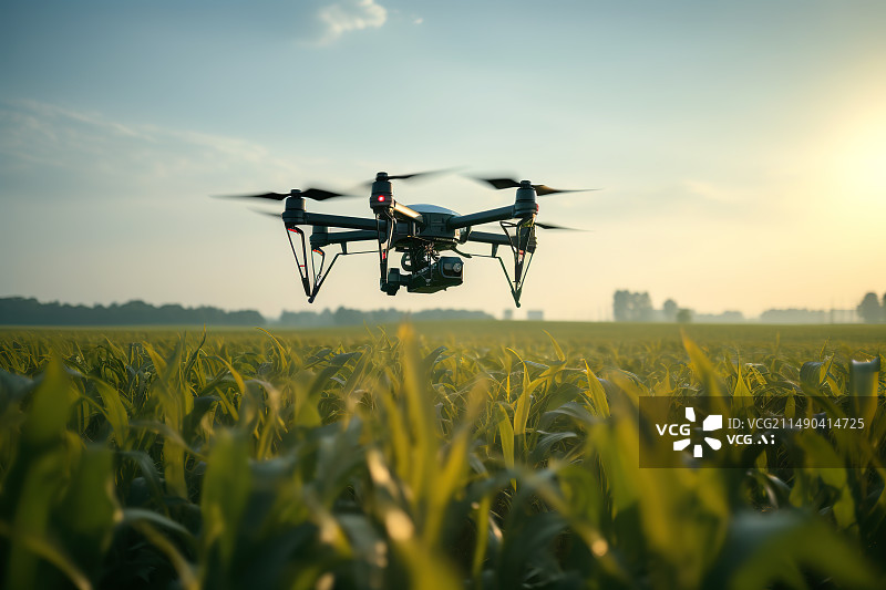 【AI数字艺术】无人机飞在黄昏的一片玉米地上——无人机农业植保概念图片素材