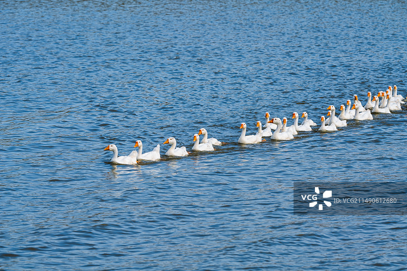 一群大白鹅，江苏南京六合图片素材