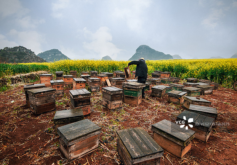 养蜂人图片素材