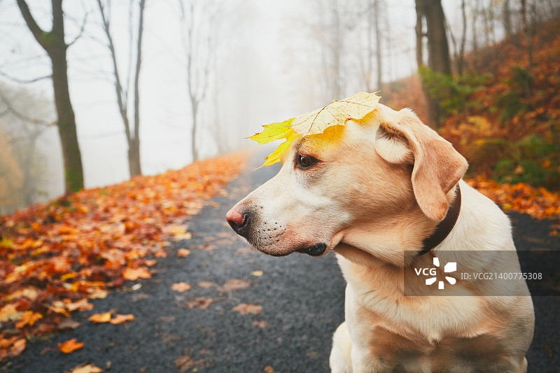 秋天里有趣的狗图片素材