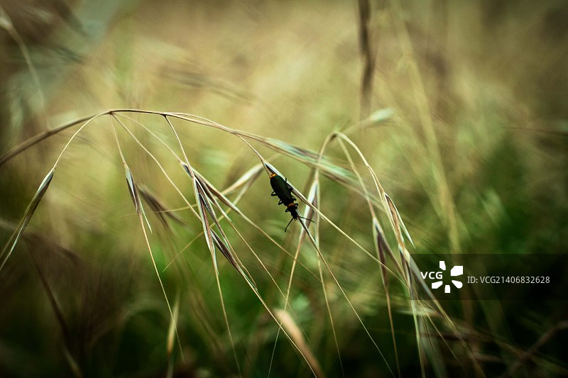 “草丛中的昆虫”图片素材