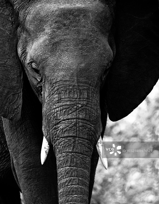 大象2图片素材