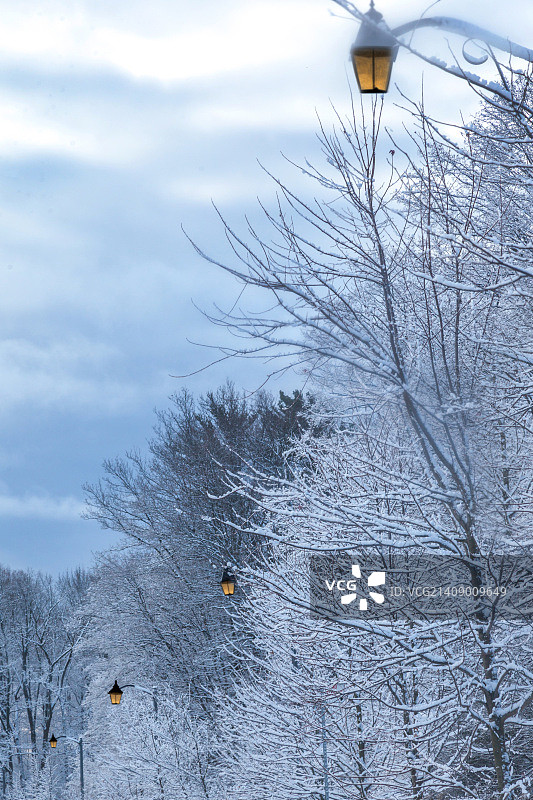 雪在树上图片素材