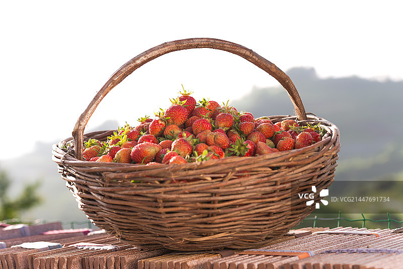 田地里的草莓图片素材