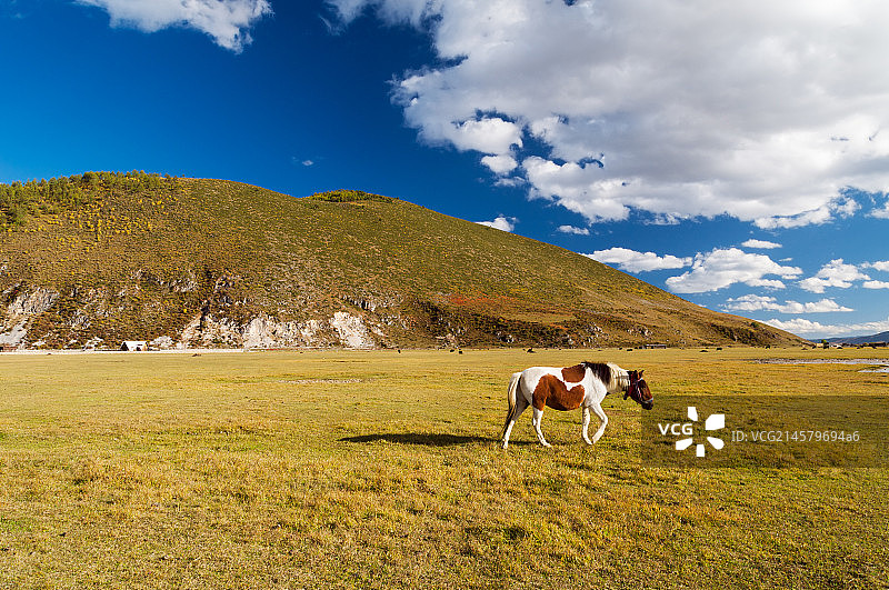 云南迪庆香格里拉伊拉草原马在吃草图片素材