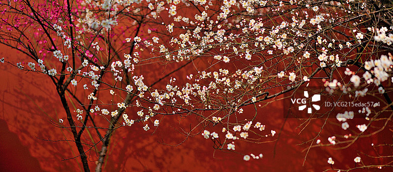 梅花与红墙图片素材