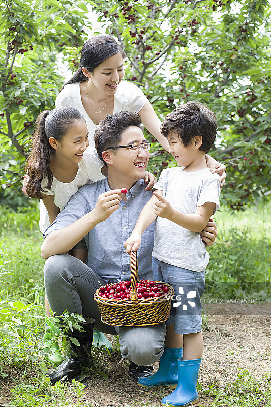 年轻家庭在果园采摘樱桃图片素材