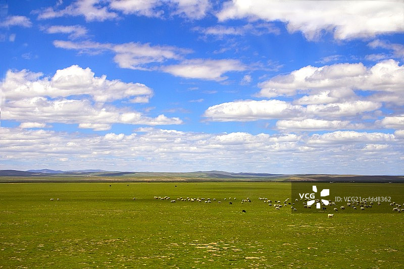 中国西藏高原蓝天白云下的草原、山脉和羊群图片素材