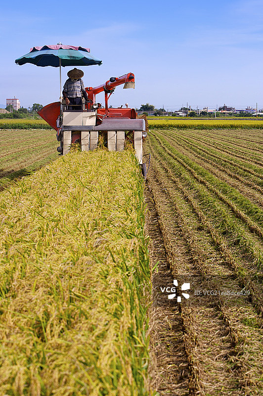 稻田,现代农业图片素材