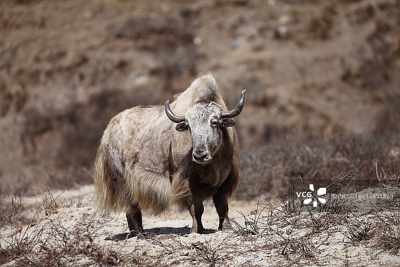 不丹Jangothang的牦牛画像图片素材