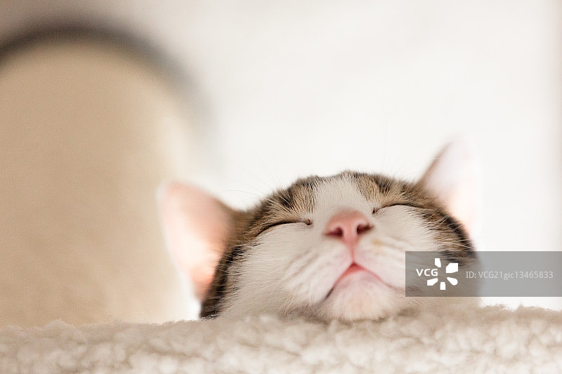 睡觉的猫，日本图片素材
