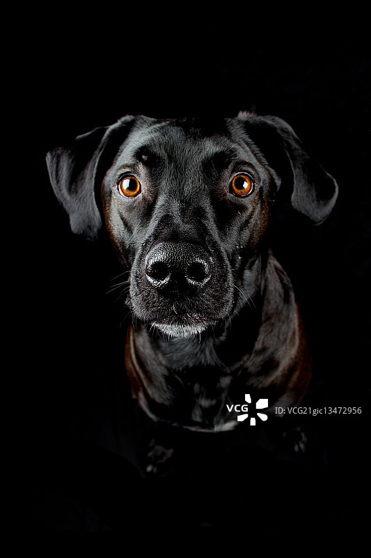 德国迪伦堡黑色寻回犬的肖像图片素材