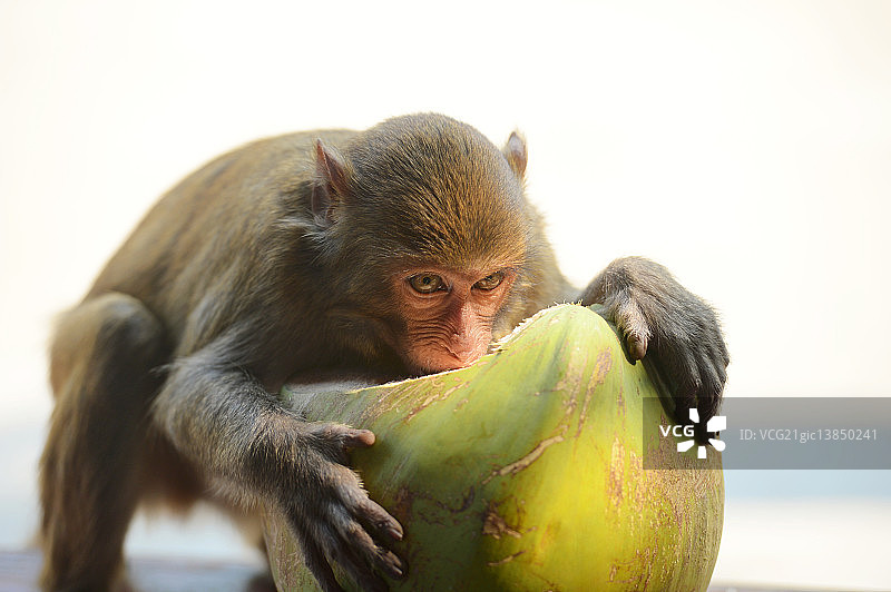 吃东西的猴子图片素材