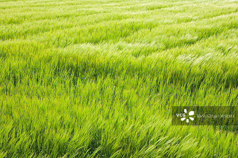 大麦,江原Jeongseon图片素材