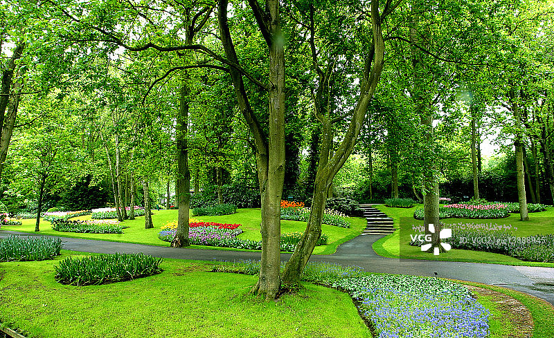 库肯霍夫郁金香花园，荷兰图片素材