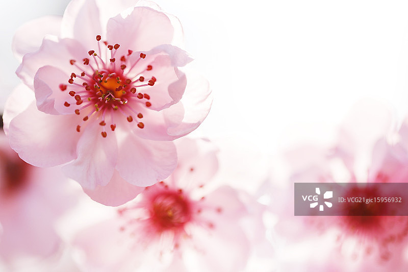 春天概念花蕊温馨细节图片素材