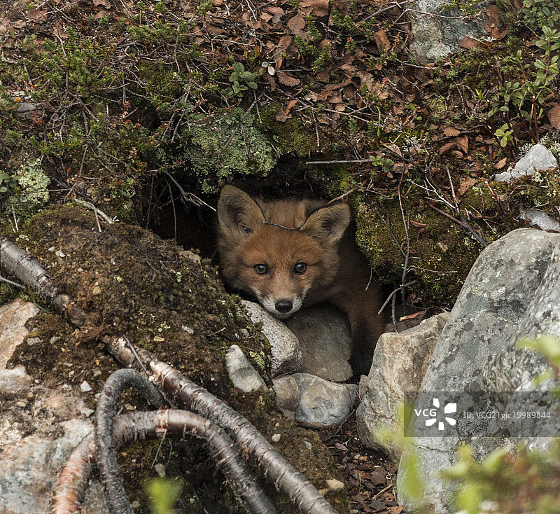 狐狸幼崽在洞里图片素材