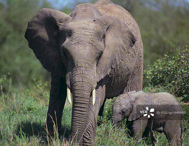 草地上的非洲小象和父母图片素材