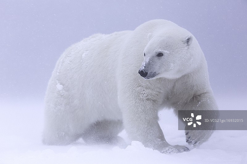 阿拉斯加ANWR的北极熊图片素材