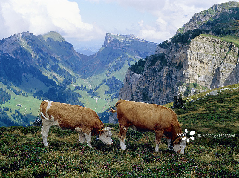 瑞士伯尔尼斯高地的高山牧场上的牛图片素材