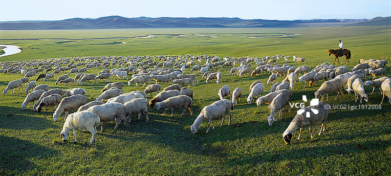 草原上羊群放牧图片素材