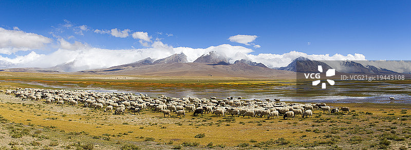 西藏多情措湖畔的羊群图片素材
