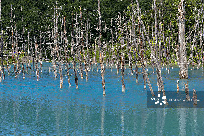 日本北海道碧江(蓝池)白壁町白金图片素材