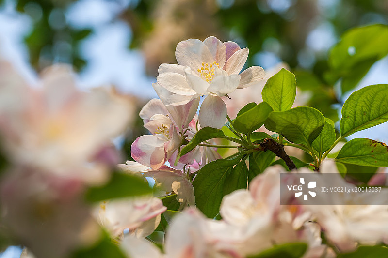春天盛开的海棠花图片素材