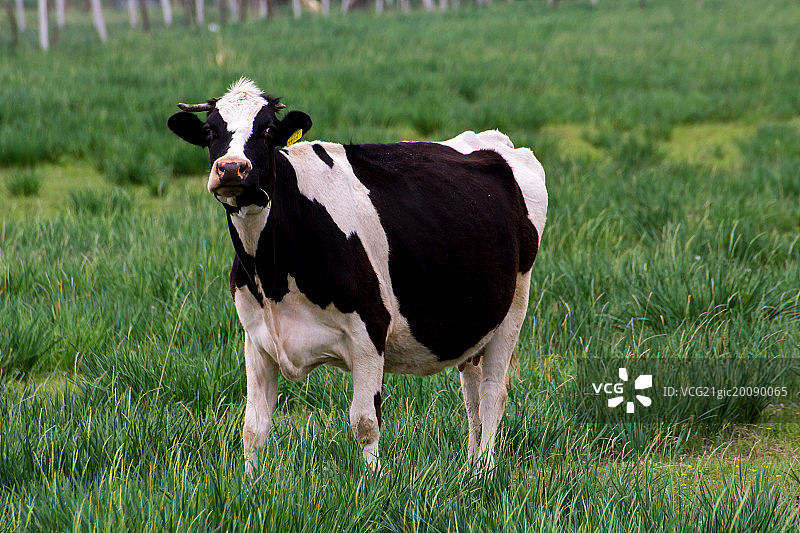 草原上的奶牛图片素材