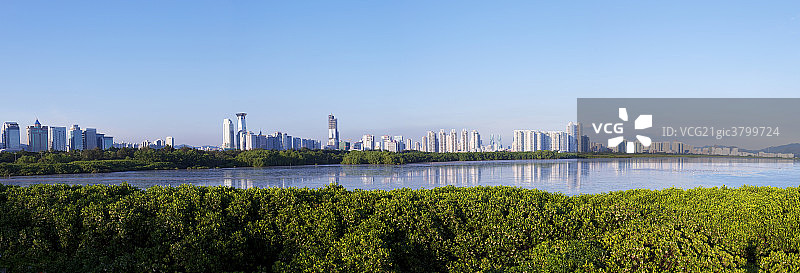 深圳湾红树林图片素材