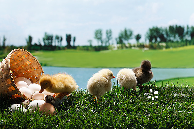 小鸡小鸭在草地上图片素材