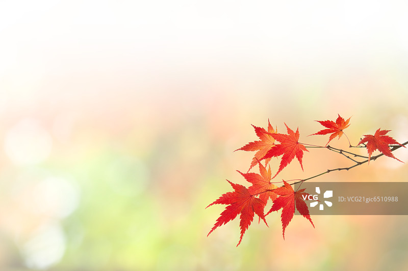 红色的枫叶,秋天图片素材