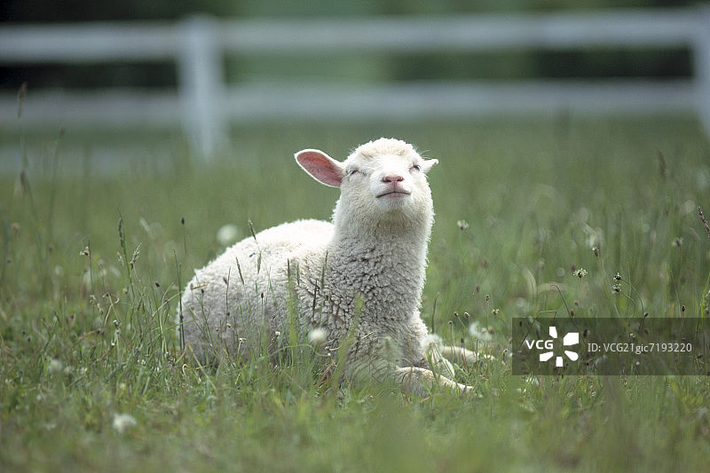 日本北海道，一只小羊躺在田野里图片素材